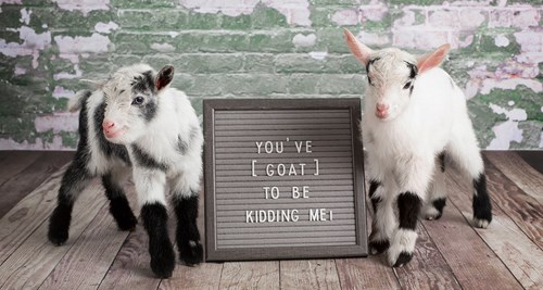 Twin goats with board saying you've goat to be kidding me